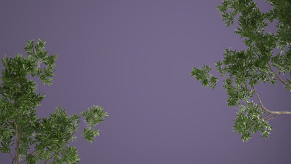 Green leaves, tree branch isolated on purple colored background with copy space