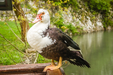 Obraz premium Portrait of a black and white wild duck.