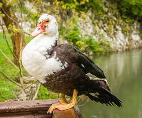 Portrait of a black and white wild duck.