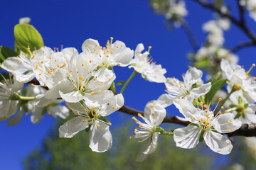 Cherry plum blossoms.Cherry plum flowers on a blue sky background with a place to copy