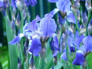 blue irises (Iridaceae) bloom in July in the garden
