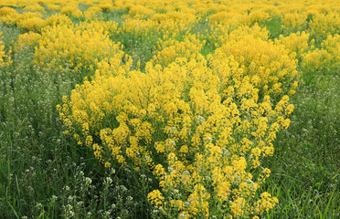 Obraz premium Close-up of yellow spring fields of rapeseed, rapeseed on a sunny day. Selective focus