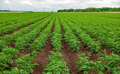 Fototapeta na wymiar Green field of potato crops in a row. Rows of potato plants in a field on a cloudy summer day