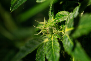 grasshopper relaxing in funny grass