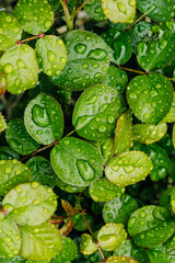 macro photo of green succulent leaves in the rose garden after rain with drops