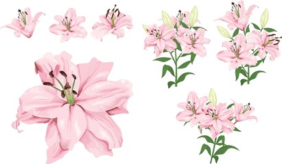 Vector flower set. Royal pink lilies, branches with flowers and leaves, buds. Flowers on a white background.