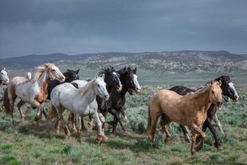 Fototapeta na wymiar Great American Horse Drive Colorado. Ranch horses being herded to summer pasture.