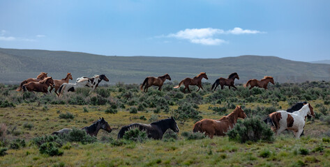 Great American Horse Drive Colorado. Ranch horses being herded to summer pasture.