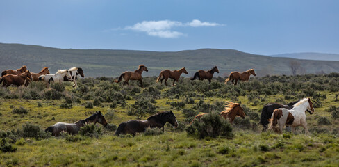 Great American Horse Drive Colorado. Ranch horses being herded to summer pasture.