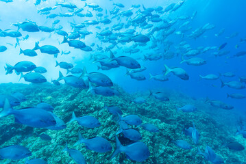 Fototapeta premium BLUE WATER