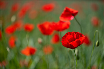 Papaver rhoeas or common poppy, corn poppy, corn rose or red poppy is an annual herbaceous species...
