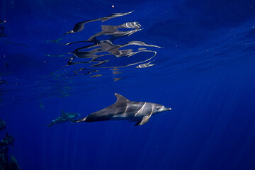 【イルカ】小笠原諸島