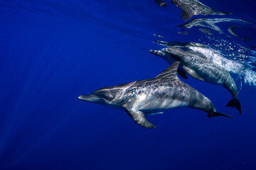 【イルカ】小笠原諸島