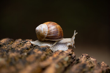 Helix pomatia or Roman snail, Burgundy snail, edible snail or escargot, is a species of large, edible, air-breathing land snail, a pulmonate gastropod terrestrial mollusc, close up in a forest