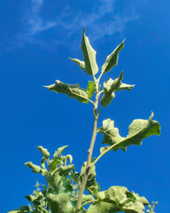 tree branch with green leaves against a bright blue sky