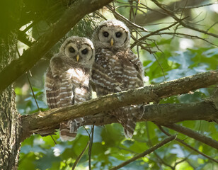 Barred Owlets 