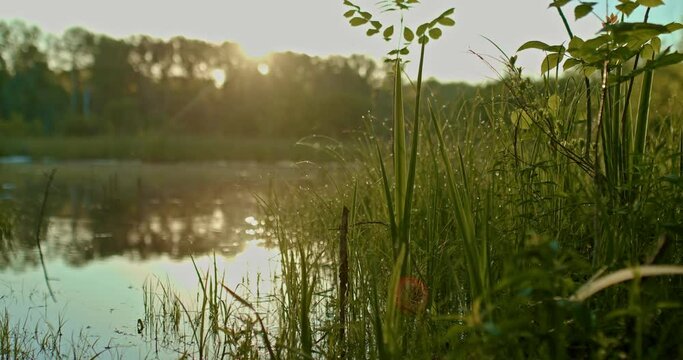 beautiful lake in countryside in early summer morning, sun is reflecting in pond, 4K, Prores