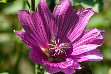 pink and yellow flower