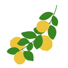 Hand drawn lemon branch. Plant with ripe fruit and leaves. Isolated vector illustration 