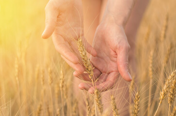 Fototapeta na wymiar Close-up of ears of wheat in female hands in the rays of sunlight, selective focus. Wheat field, harvest