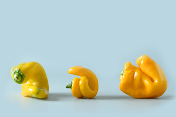 Abnormal ugly three organic yellow peppers on blue. Banner. Eco organic concept. Close up.