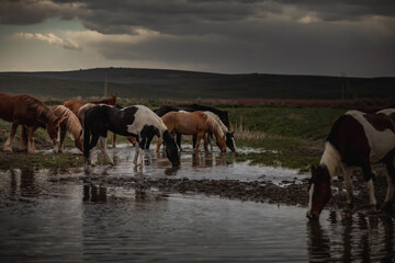 Great American Horse Drive Colorado. Ranch horses being herded to summer pasture. - obrazy, fototapety, plakaty
