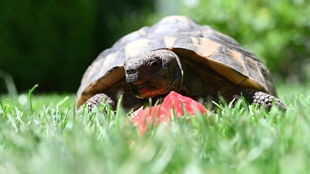 greek turtle slowly eating a watermelon