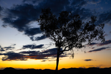 Fototapeta na wymiar Amazing sunset with tree silhouette at sundowner in Bungle Bungle National Park, Western Australia 
