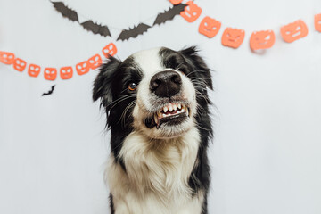 Trick or Treat concept. Funny puppy dog border collie with scary and spooky funny smiling halloween face on white background with halloween garland decorations. Preparation for Halloween party