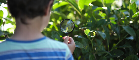 Little boy looking on grass with magnifier. Preschooler child is exploring nature with magnifying glass. Curious children in the woods.