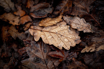 autumn leaves on the ground