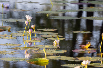 Water lilies at Marlgu Billabong in the Kimberley Region of  Western Australia