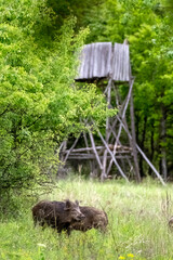 Wild boar in forest