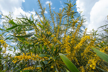 blossom acacia tree