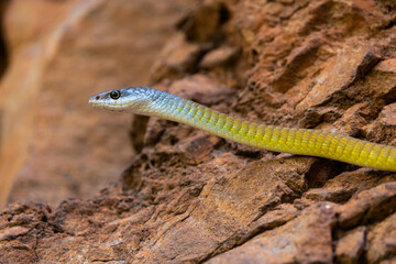 Golden Tree Snake at Amelia Gorge in the Kimberley, Western Australia