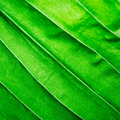 Close up of the veins on a leaf