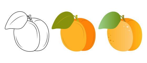 Apricot. Doodle illustration of apricot. Apricot vector illustration