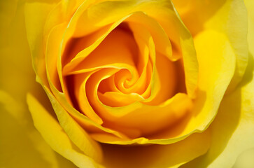 Fototapeta na wymiar Yellow rose flower as close up. Image