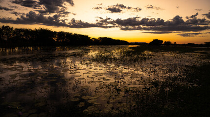 Beautiful sunrise with water lilies at Marlgu Billabong in the Kimberley Region of  Western Australia