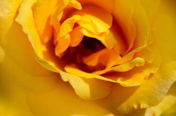 Obraz na płótnie Canvas Yellow rose flower as close up