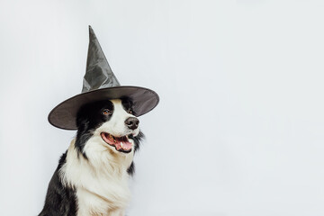 Trick or Treat concept. Funny puppy dog border collie dressed in halloween hat witch costume scary and spooky isolated on white background. Preparation for Halloween party