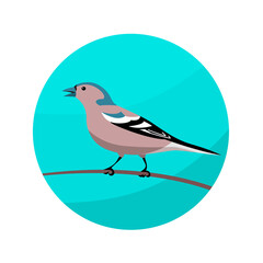 Finch forest songbird. Sitting on a tree branch. Beautiful small wild bird. Finch pet. Animals and fauna of wild nature. Zoology and ornithology. Vector flat round illustration on a blue background