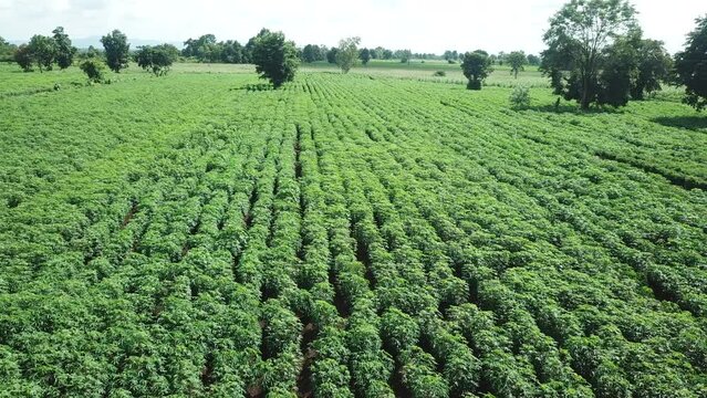Aerial view of cassava field