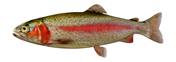 3D Rendering Rainbow Trout on White