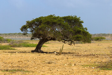 DiviDivi Baum © Wolfgang