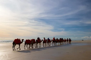 Foto op Plexiglas Camel ride at sunset at Cable Beach in Broome, Western Australia © Reto Ammann