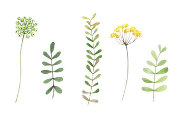 Watercolor wild herbs and flowers illustration isolated on white background. Elegant floral set. Hand drawn graphics for cards, wedding design, digital scrapbooking.