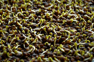 Young just germinated black lentil sprouts. Green microgreens texture background.