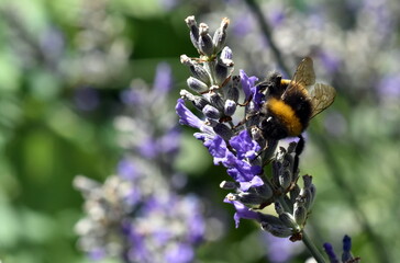 Hummel auf einer Lavendelblüte