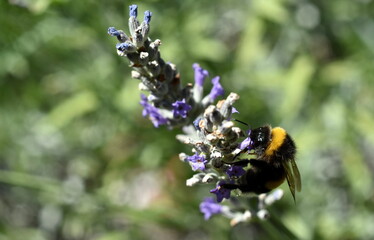 Hummel auf einer Lavendelblüte